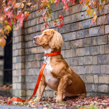 Load image into Gallery viewer, Vegan Leather Dog Collar - Coral
