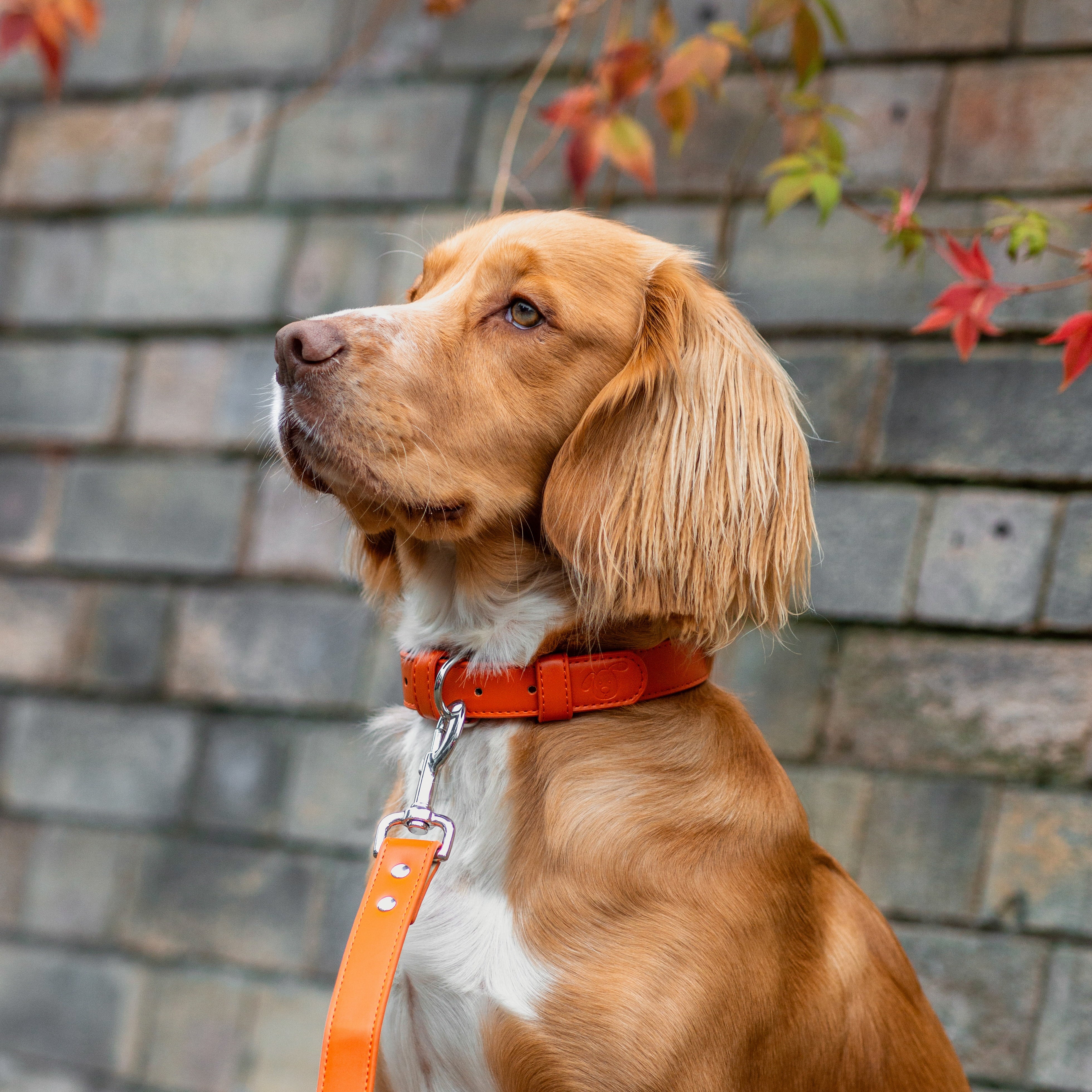 Vegan Leather Dog Collar - Coral