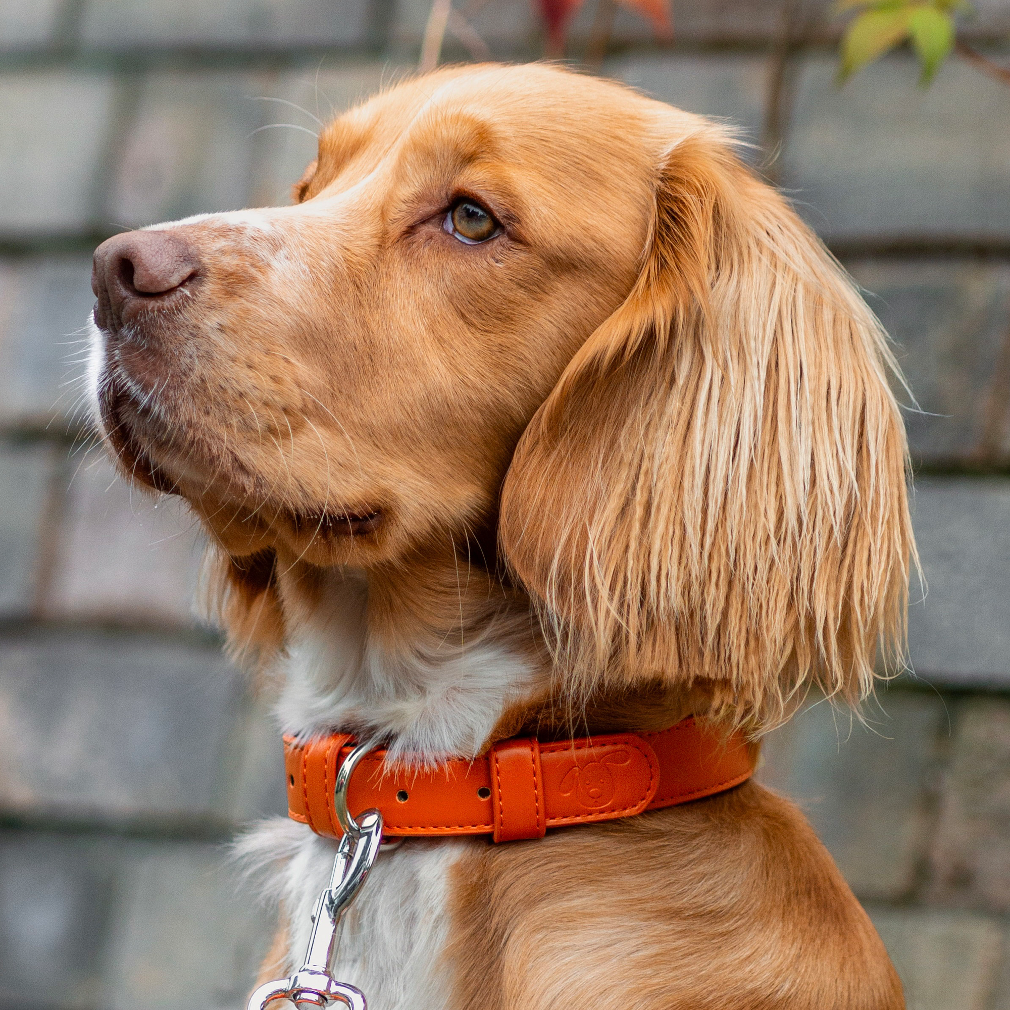 Vegan Leather Collar & Lead Set - Over-Caffeinated Coral