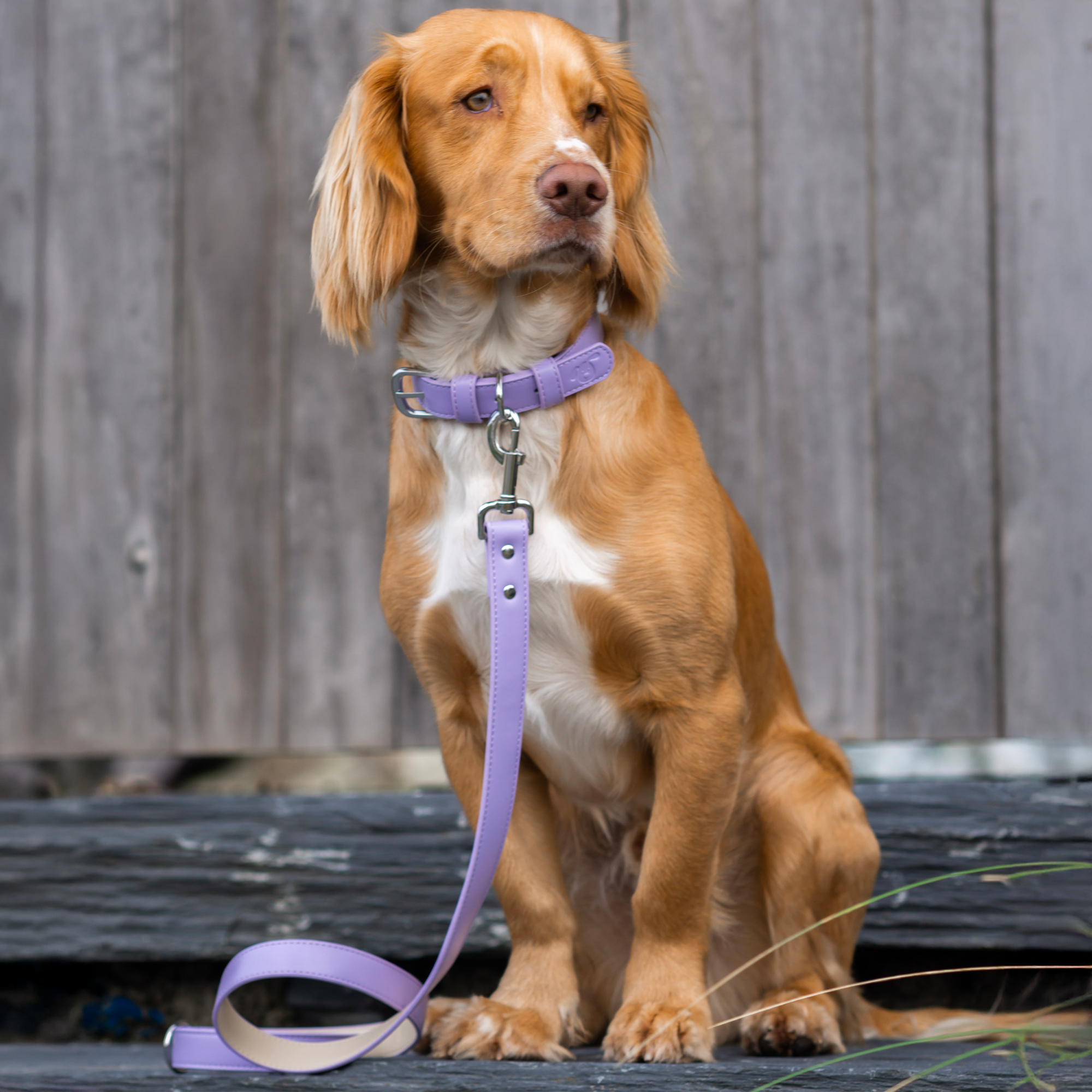 Vegan Leather Collar & Lead Set - Lopsided Lilac