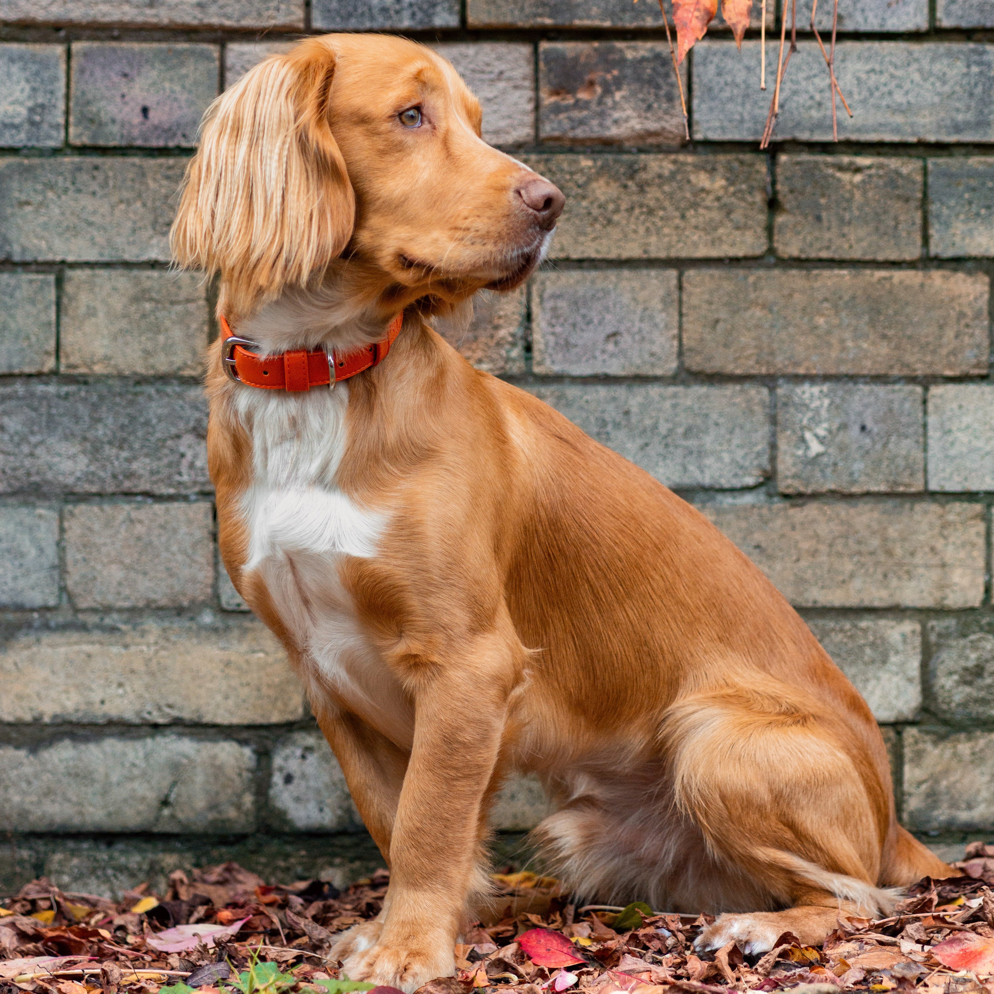 Vegan Leather Dog Collar - Coral