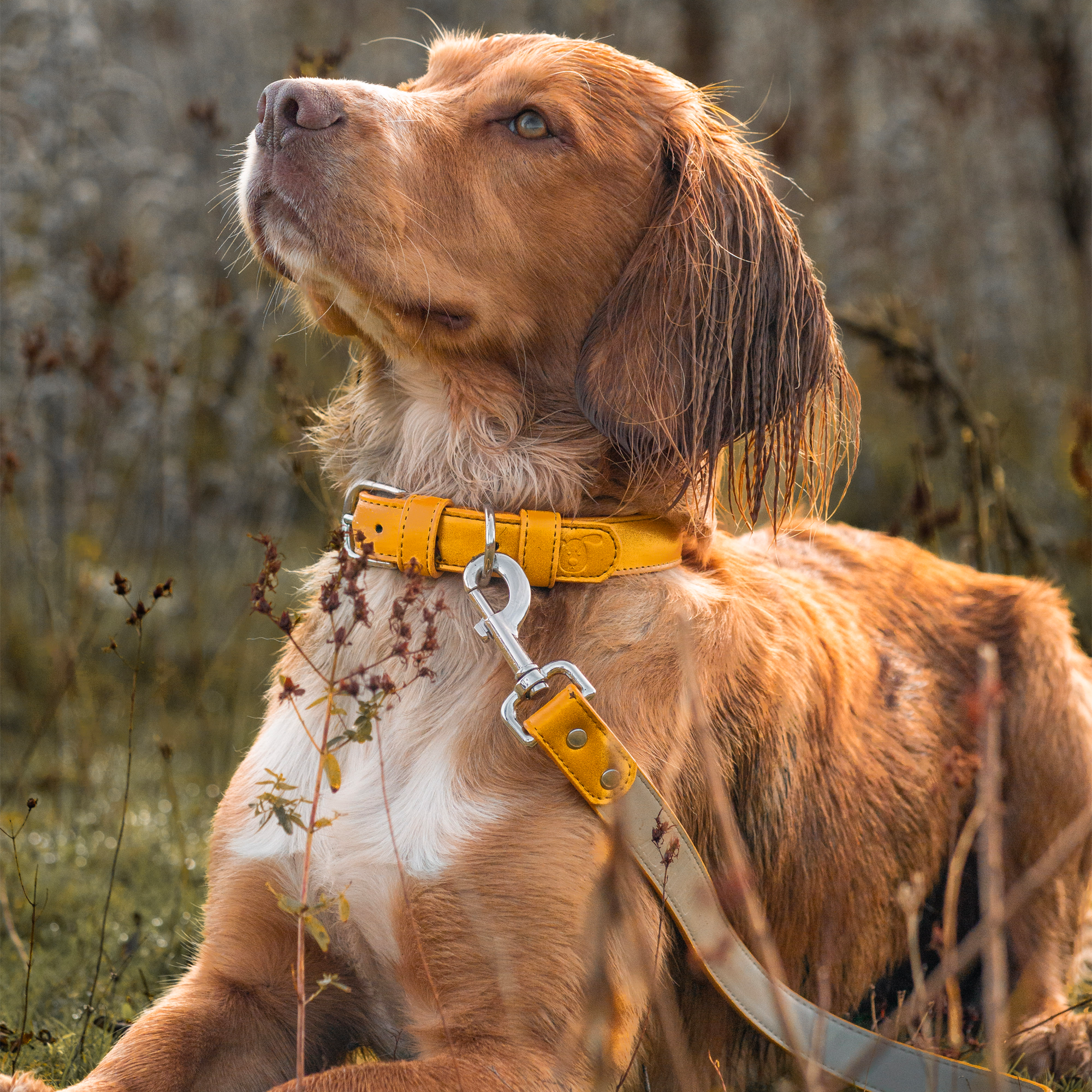 Vegan Leather Collar & Lead Set - Angsty Amber