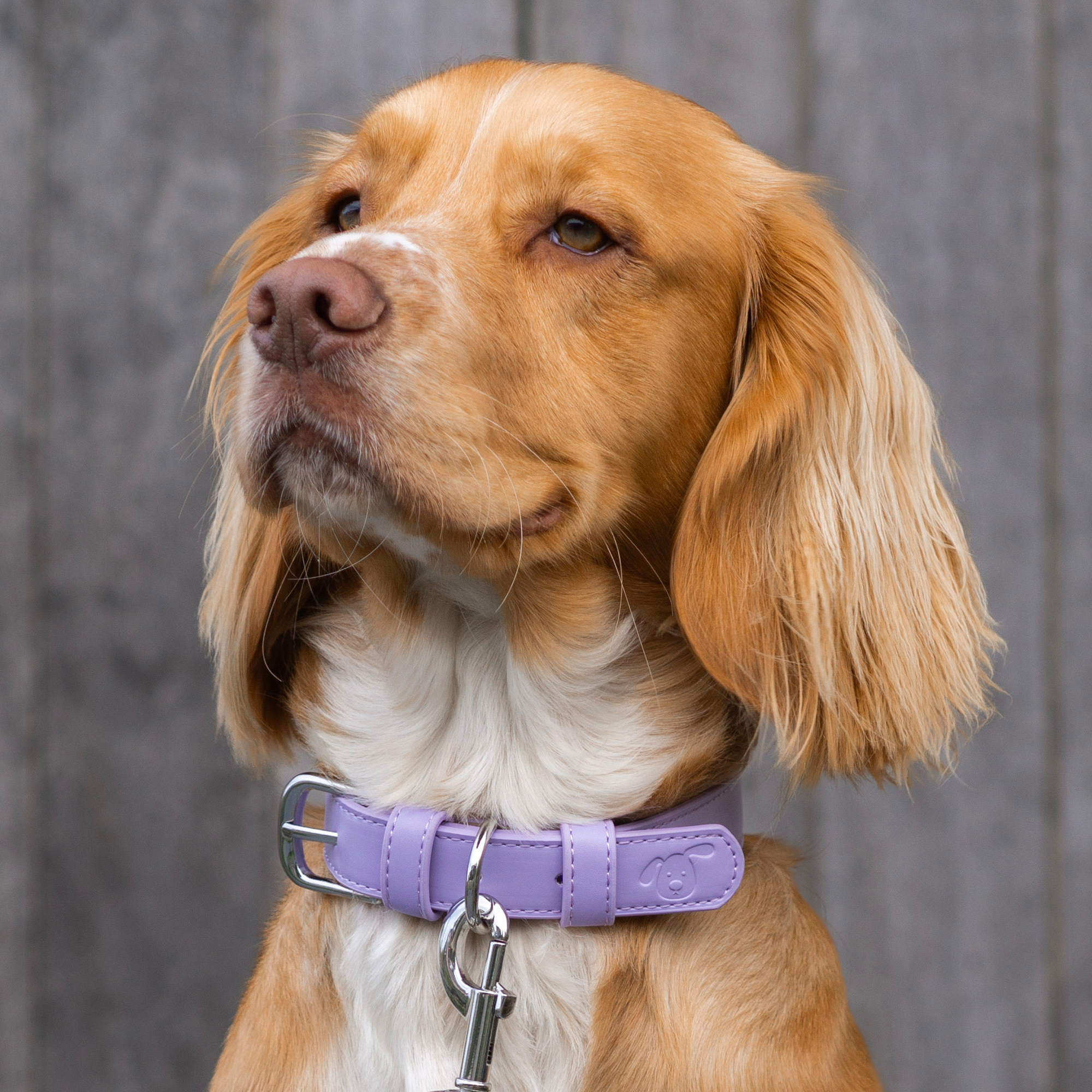 Vegan Leather Collar & Lead Set - Lopsided Lilac