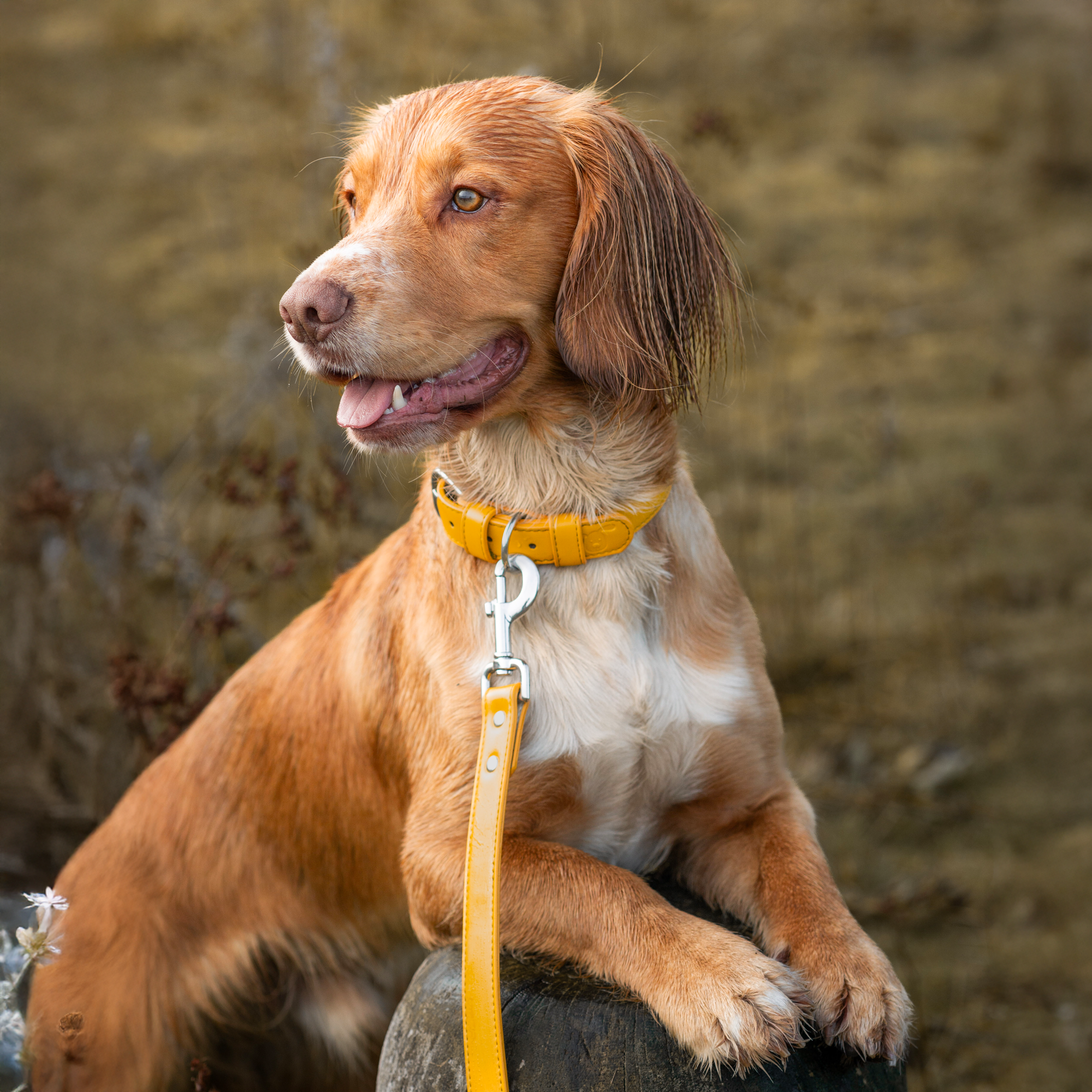 Vegan Leather Collar & Lead Set - Angsty Amber