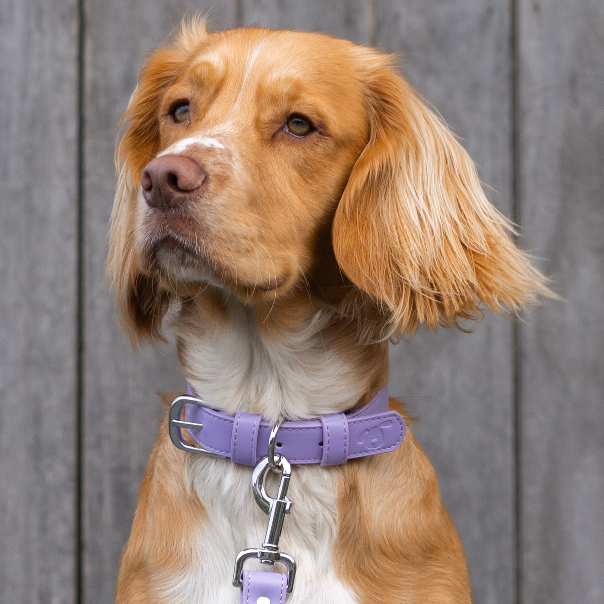 Vegan Leather Collar & Lead Set - Lopsided Lilac