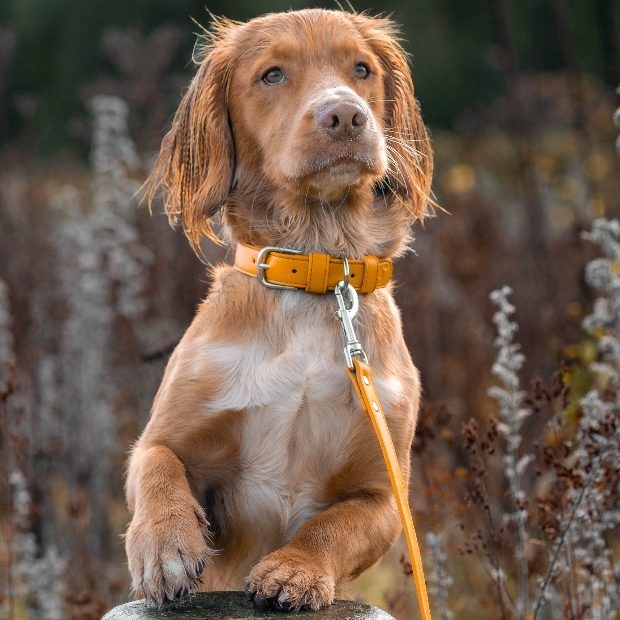 Vegan Leather Collar & Lead Set - Angsty Amber