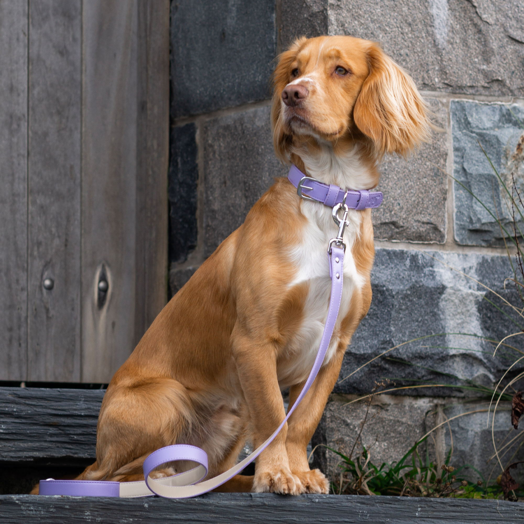 Vegan Leather Collar & Lead Set - Lopsided Lilac