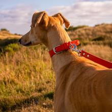 Load image into Gallery viewer, Whippet &amp; Hound Vegan Leather Collar - Coral
