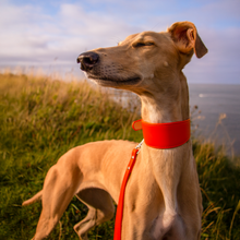 Load image into Gallery viewer, Whippet &amp; Hound Vegan Leather Collar - Coral
