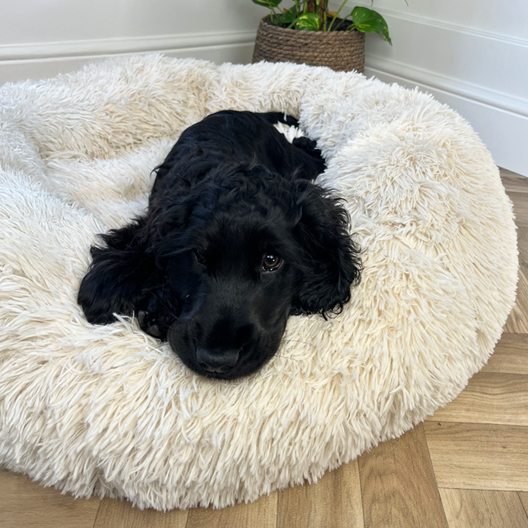 Calming Donut Bed - Champagne