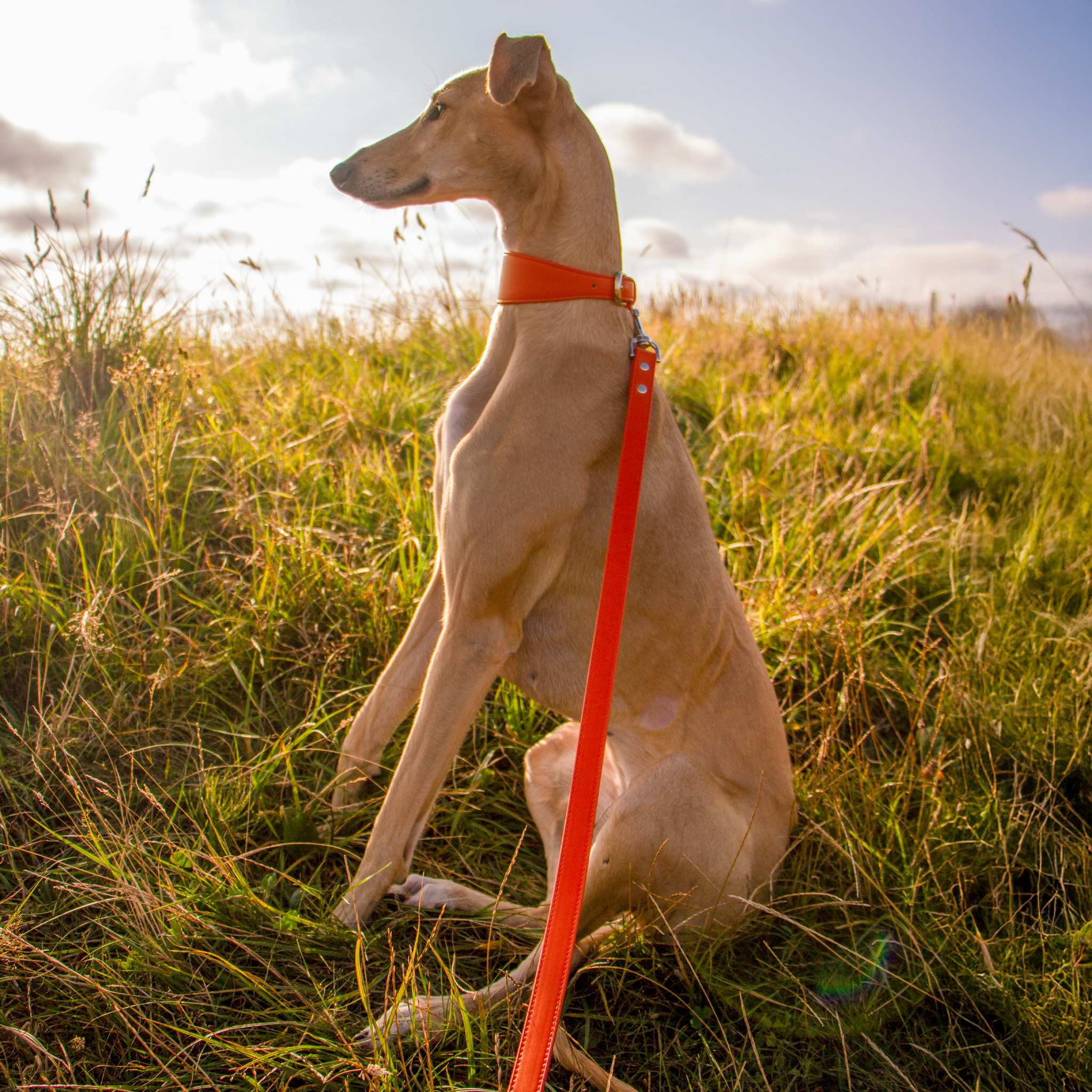 Whippet & Hound Vegan Leather Collar - Coral