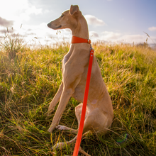 Load image into Gallery viewer, Whippet &amp; Hound Vegan Leather Collar - Coral
