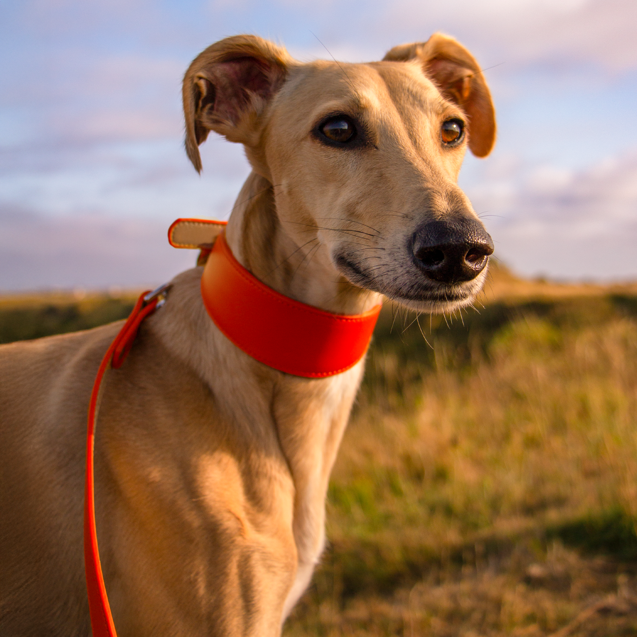 Whippet & Hound Vegan Leather Collar - Coral
