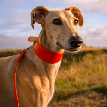 Load image into Gallery viewer, Whippet &amp; Hound Vegan Leather Collar - Coral
