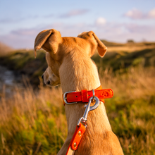Load image into Gallery viewer, Whippet &amp; Hound Vegan Leather Collar - Coral
