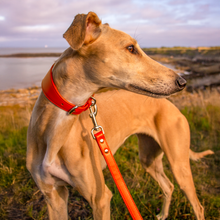 Load image into Gallery viewer, Whippet &amp; Hound Vegan Leather Collar - Coral
