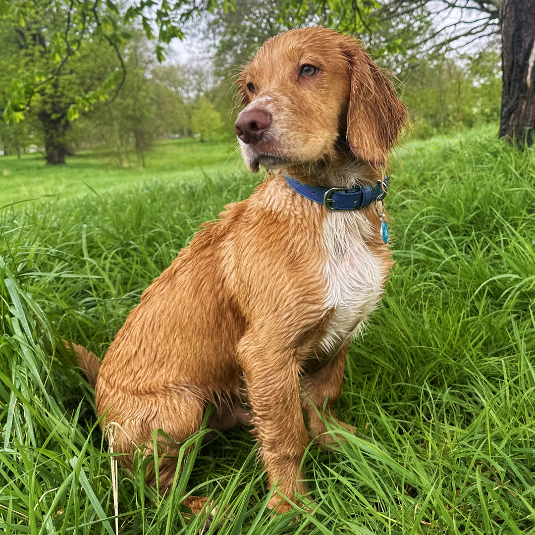 Vegan Leather Collar & Lead Set - Nosey-Nellie Navy