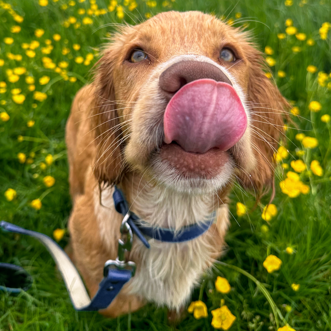Vegan Leather Collar & Lead Set - Nosey-Nellie Navy