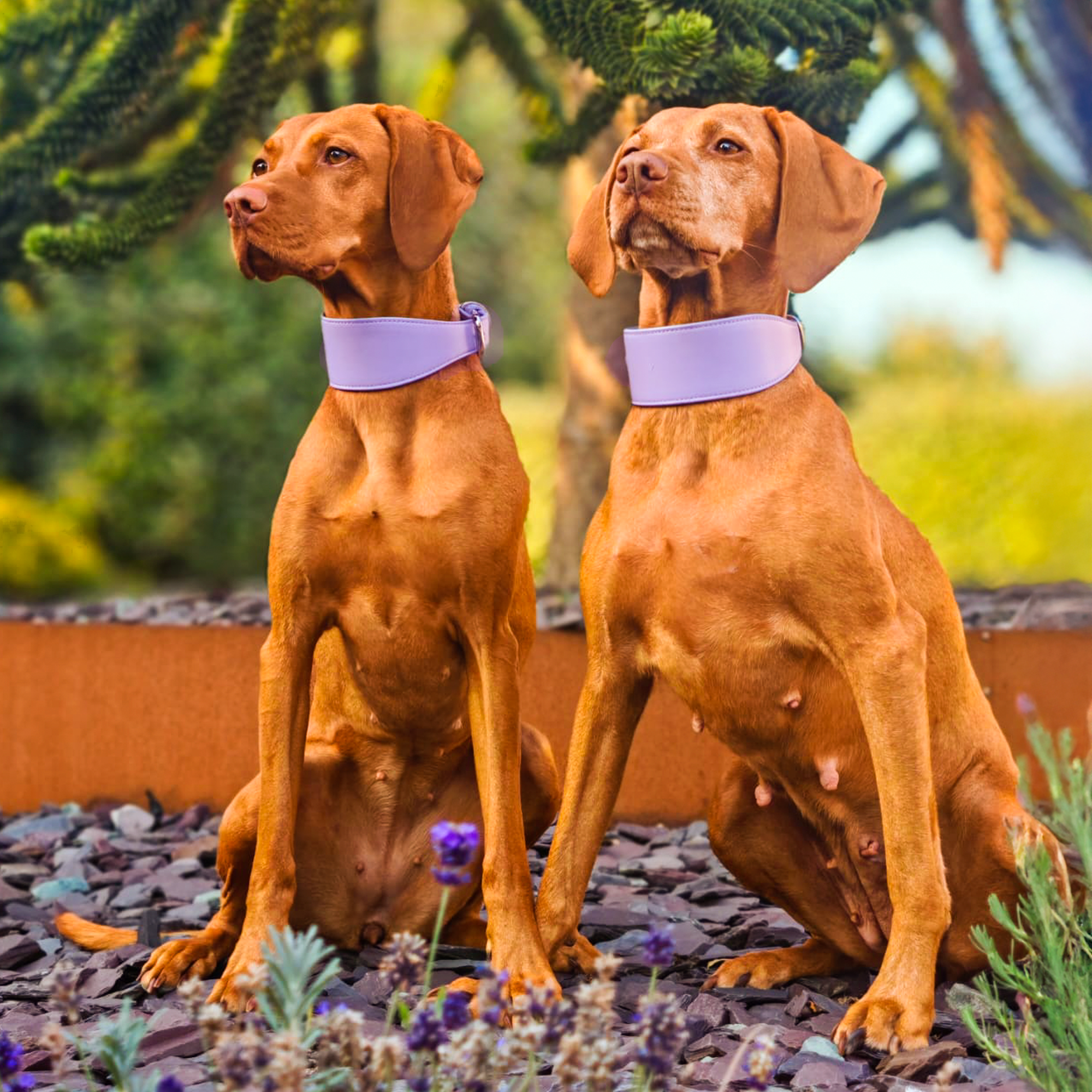 Whippet & Hound Vegan Leather Collar - Lilac