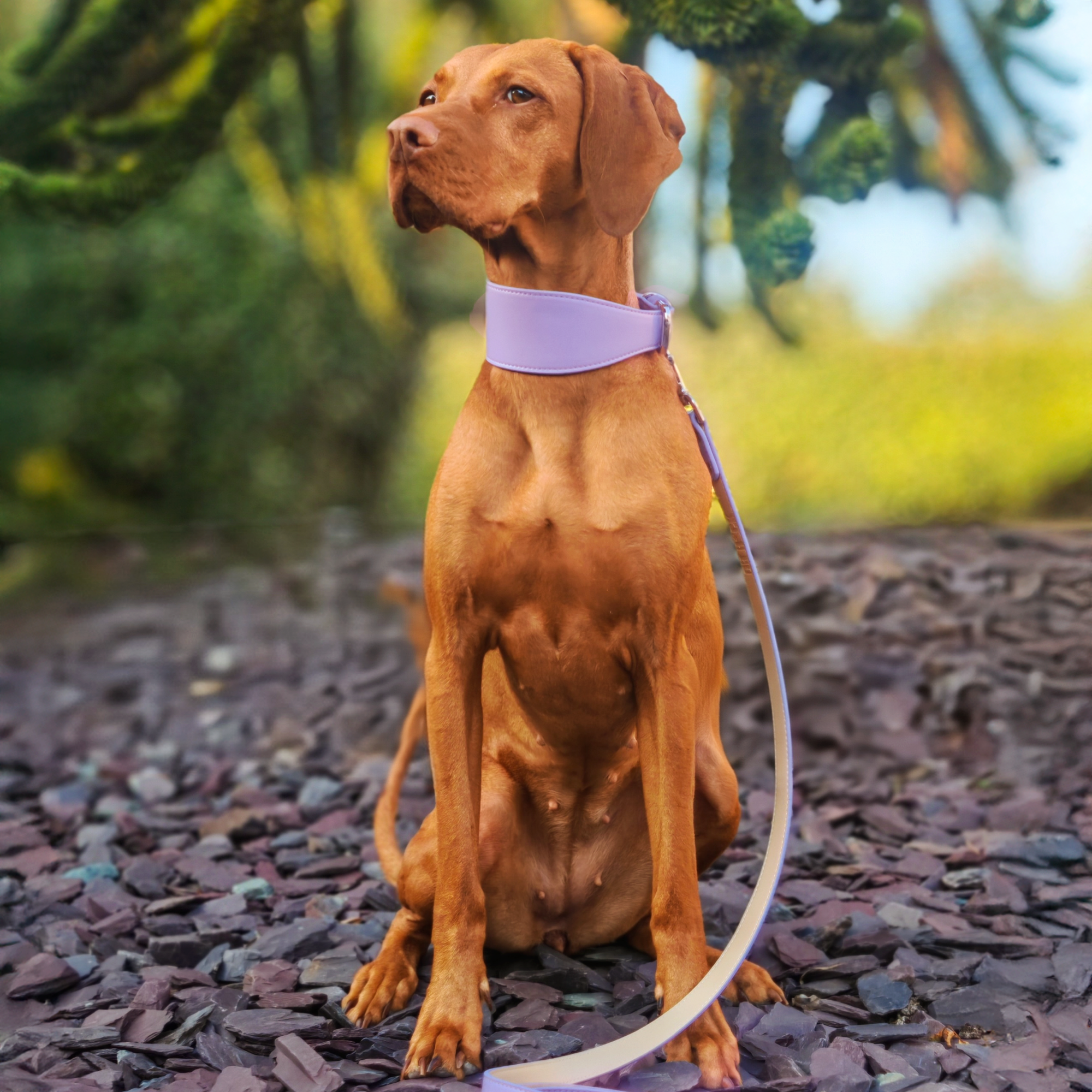 Whippet & Hound Vegan Leather Collar - Lilac