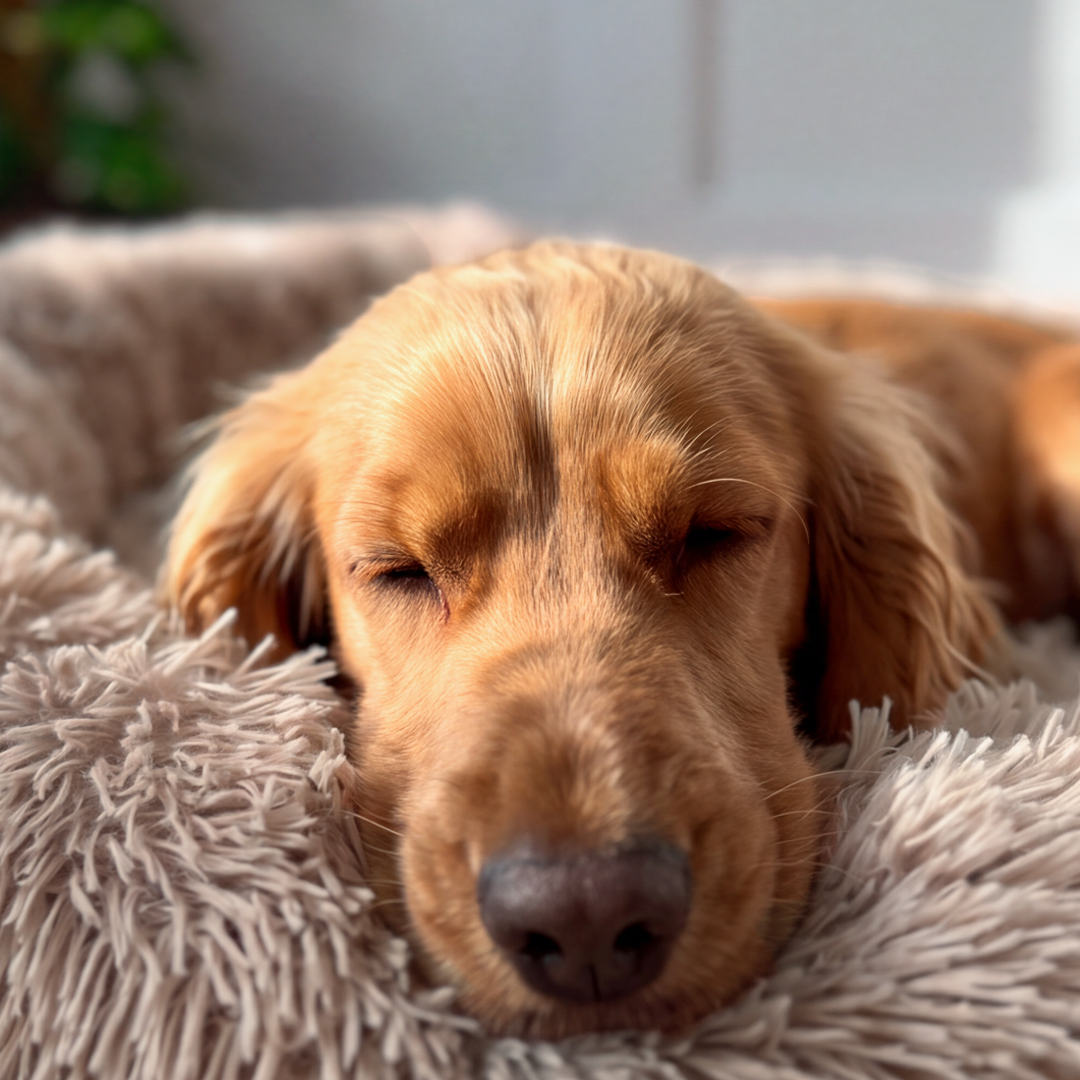 Calming Donut Bed - Mocha