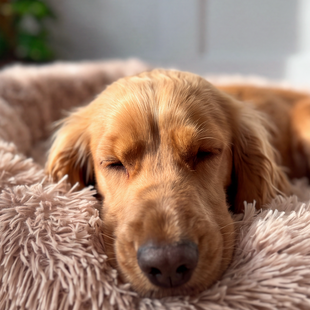 Calming Donut Bed - Mocha
