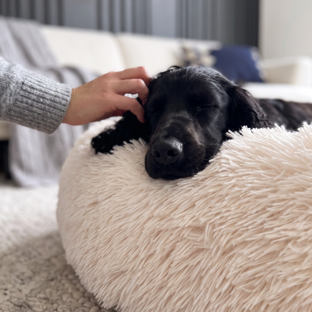 Calming Donut Bed - Champagne