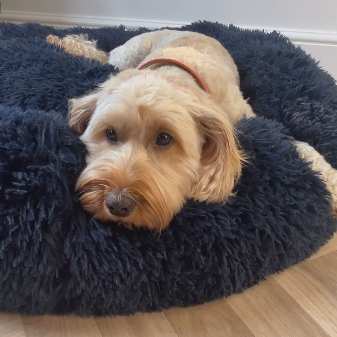 Calming Donut Bed - Frenchie Blue