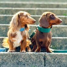 Load image into Gallery viewer, Whippet &amp; Hound Vegan Leather Collar - Racing Green
