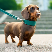 Load image into Gallery viewer, Whippet &amp; Hound Vegan Leather Collar - Racing Green

