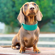 Load image into Gallery viewer, Whippet &amp; Hound Vegan Leather Collar - Racing Green
