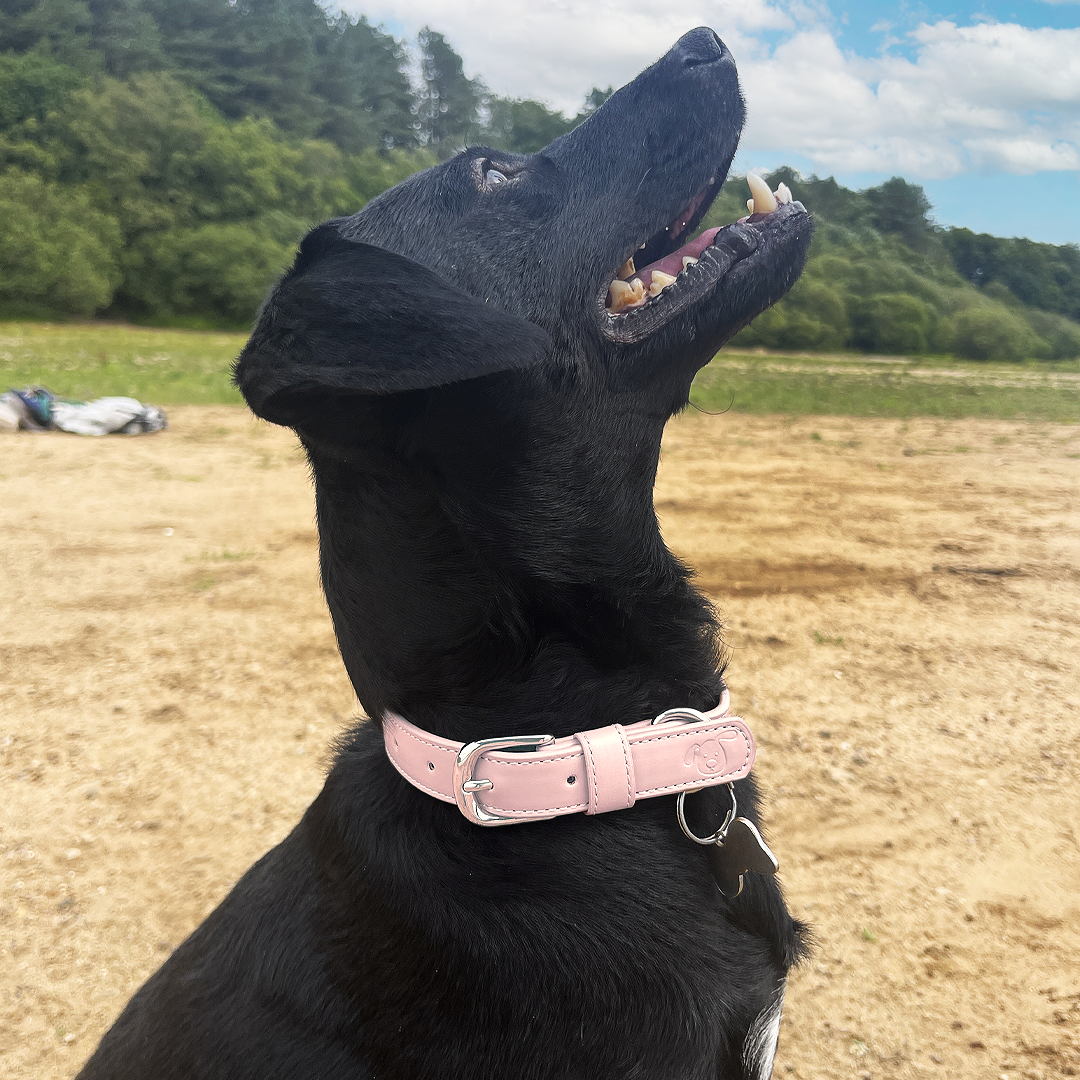 Vegan Leather Dog Collar - Baby Pink