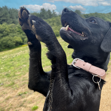 Load image into Gallery viewer, Vegan Leather Dog Collar - Mocha
