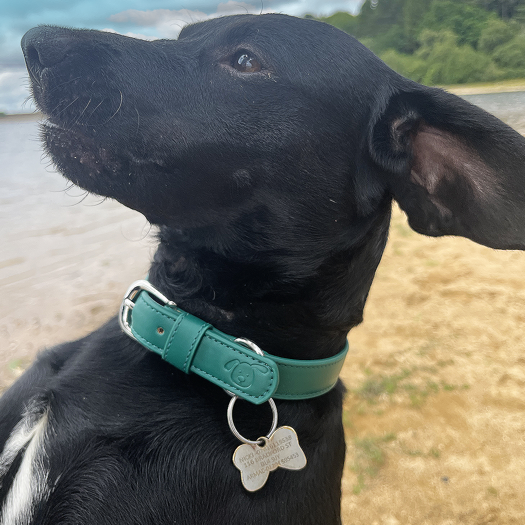 Vegan Leather Dog Collar - Racin’ Green
