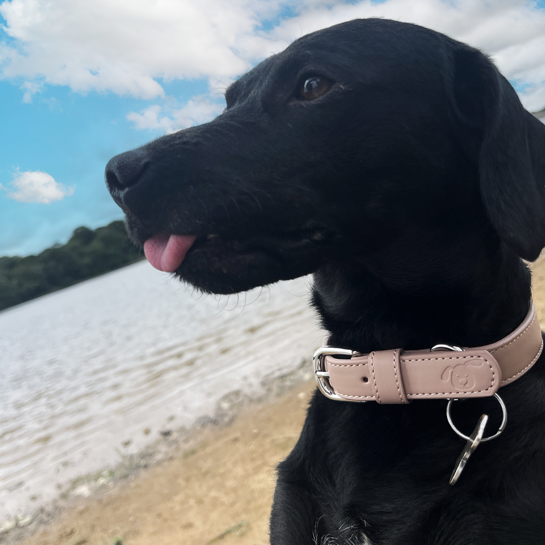 Vegan Leather Collar & Lead Set - (Prefers Matcha) Mocha
