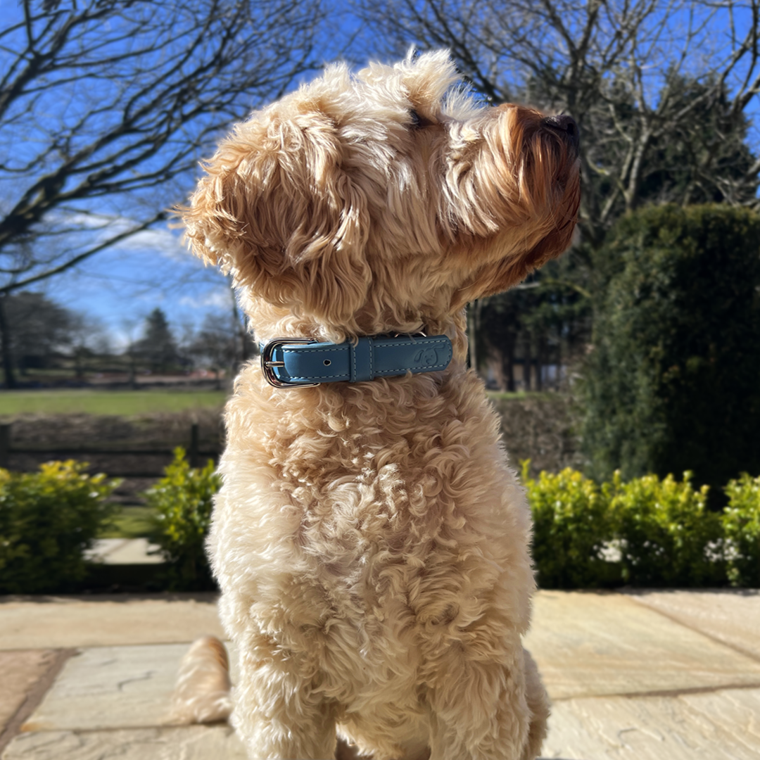 plain blue collar for dogs