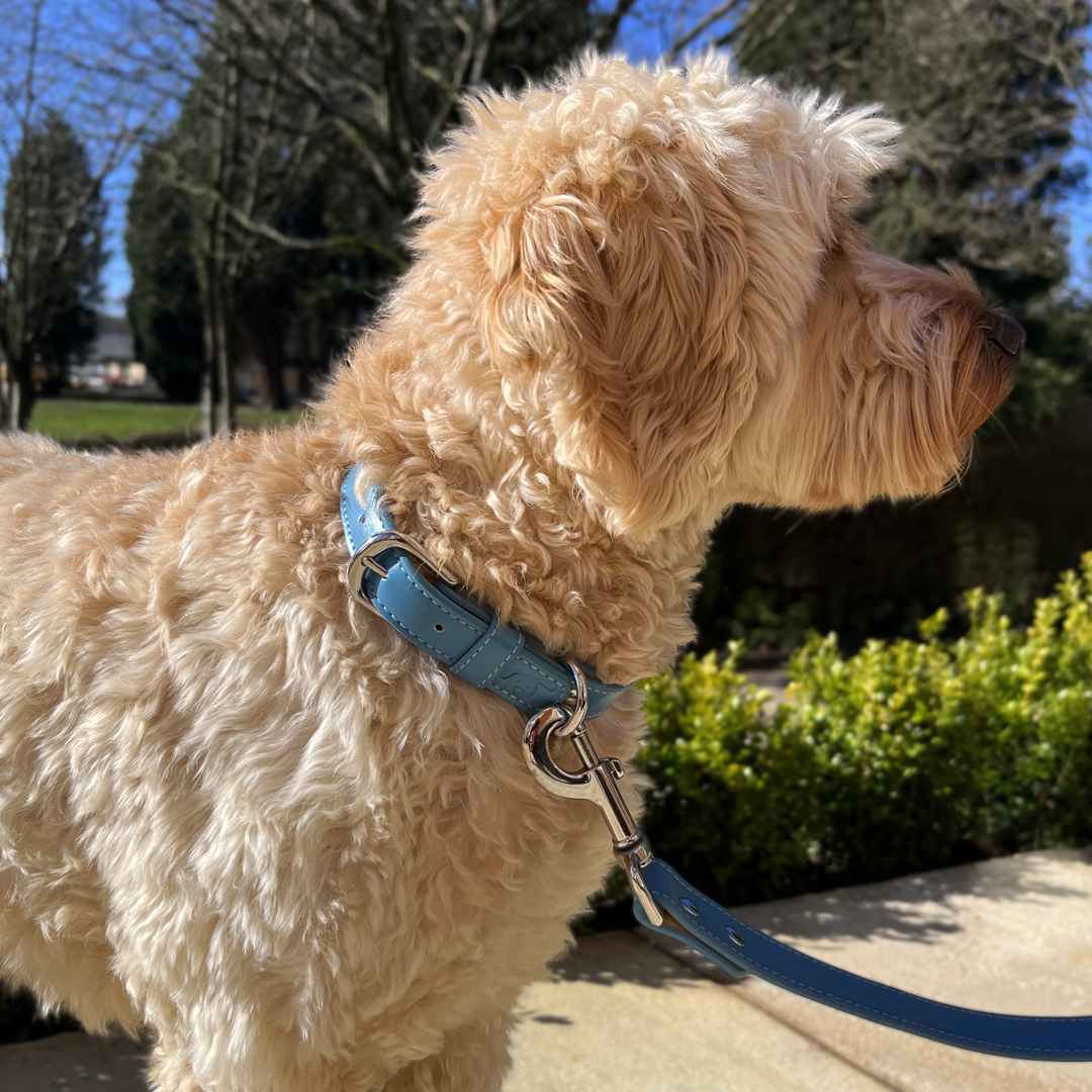 dog collar and lead matching set blue