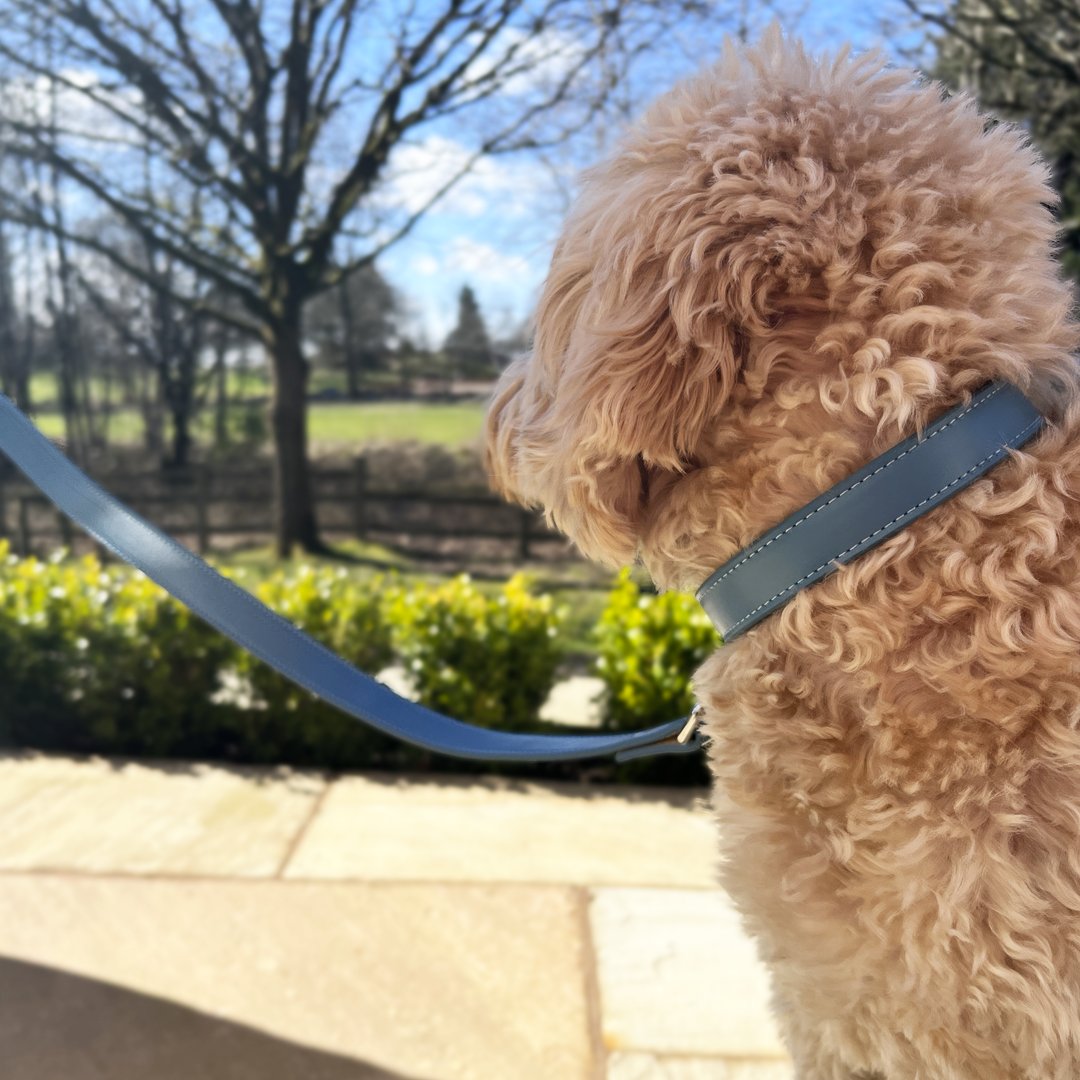 soft comfortable dog collar