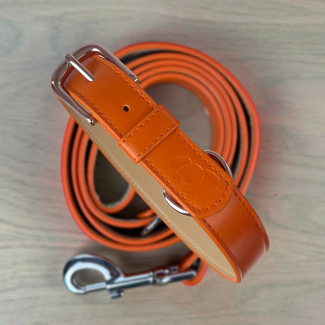 colourful dog collar and lead set