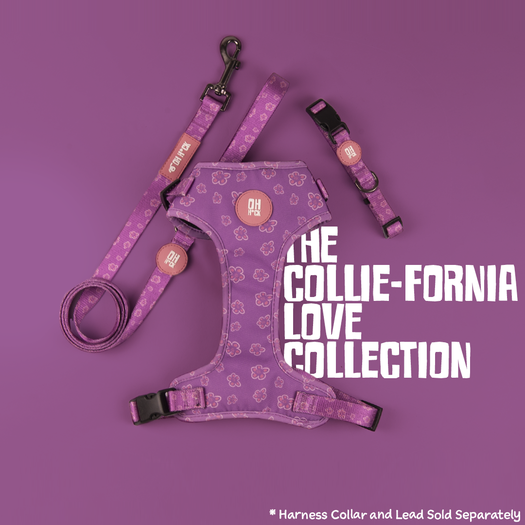 Collie-fornia Love Harness