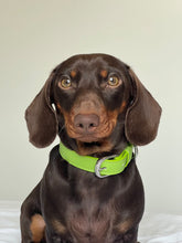 Load image into Gallery viewer, Spring Green Vegan Dog Collar
