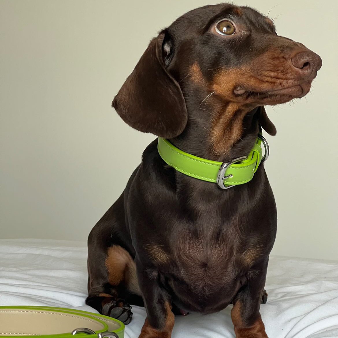 Vegan Leather Collar & Lead Set - Greedy Goblin